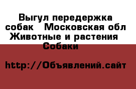 Выгул передержка собак - Московская обл. Животные и растения » Собаки   